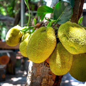 jackfruit-fanas