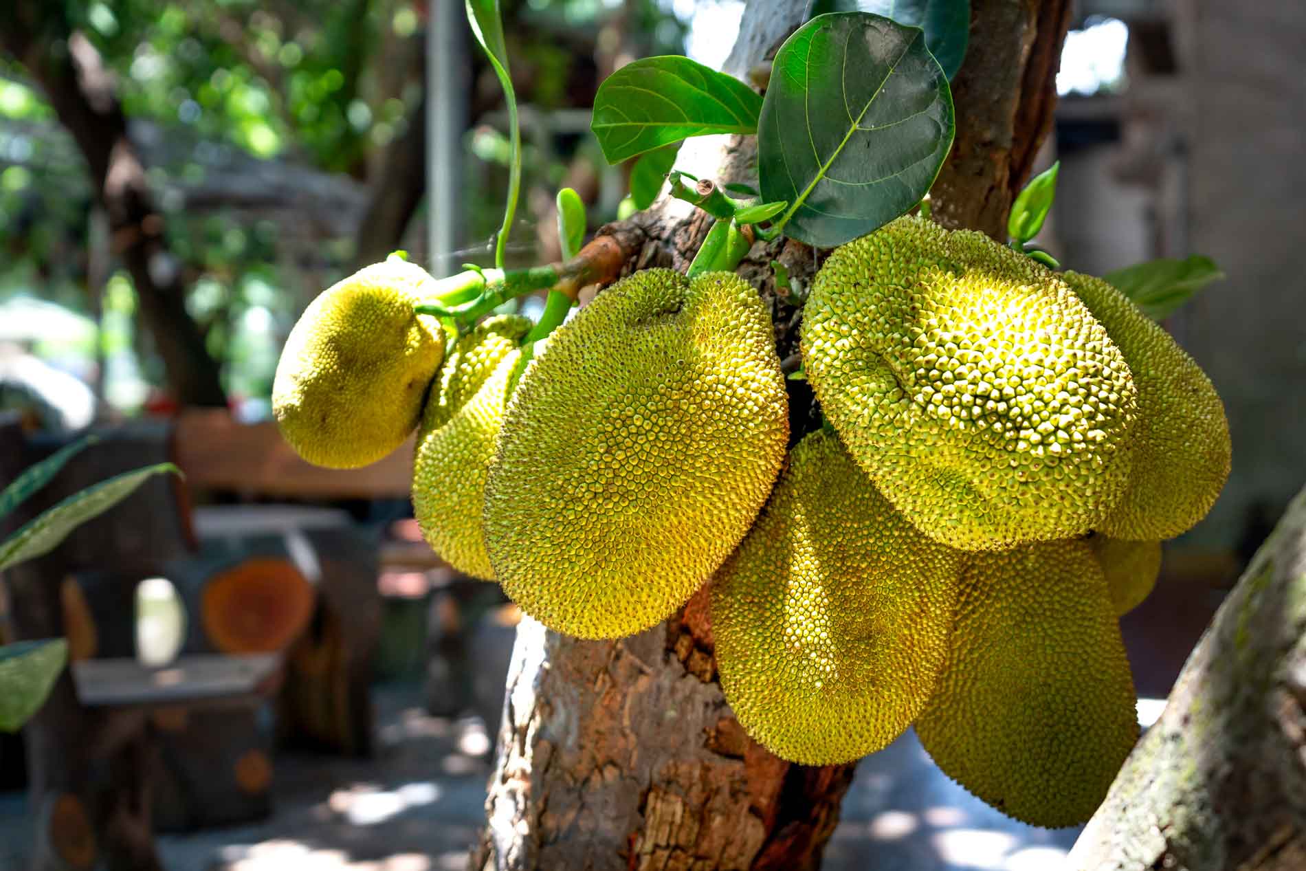 jackfruit-fanas