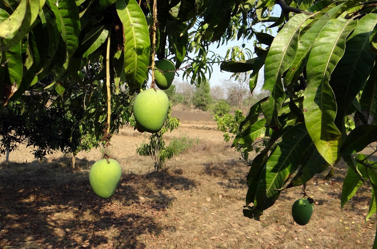 mango-alphonso