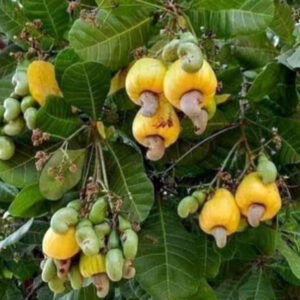 cashew-sindhudurg-fruit