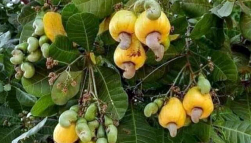 cashew-sindhudurg-fruit