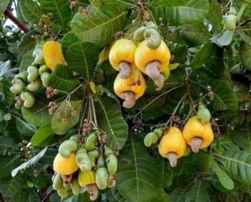 cashew-sindhudurg-fruit