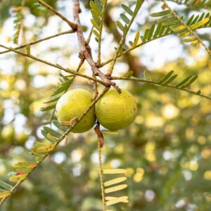 Indian Gooseberry