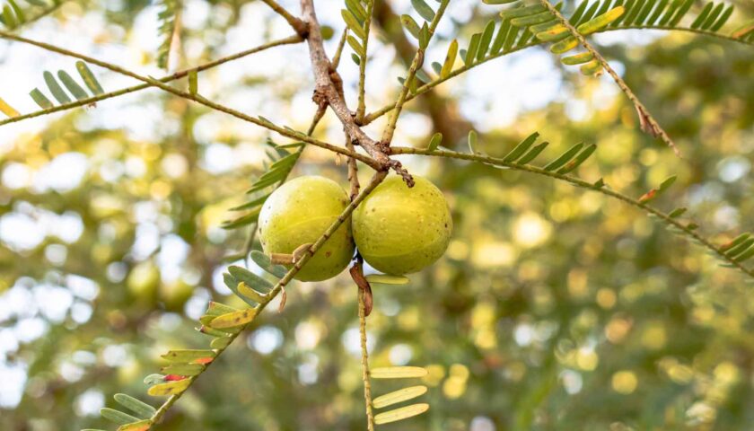 Indian Gooseberry