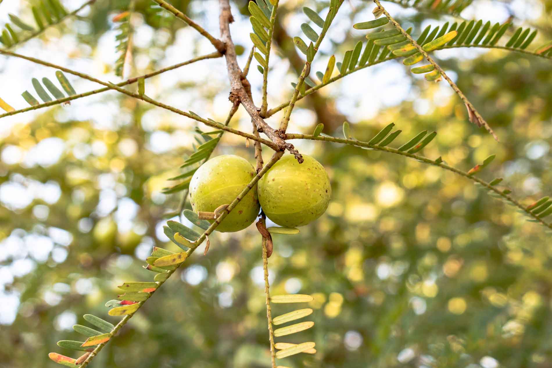 Indian Gooseberry