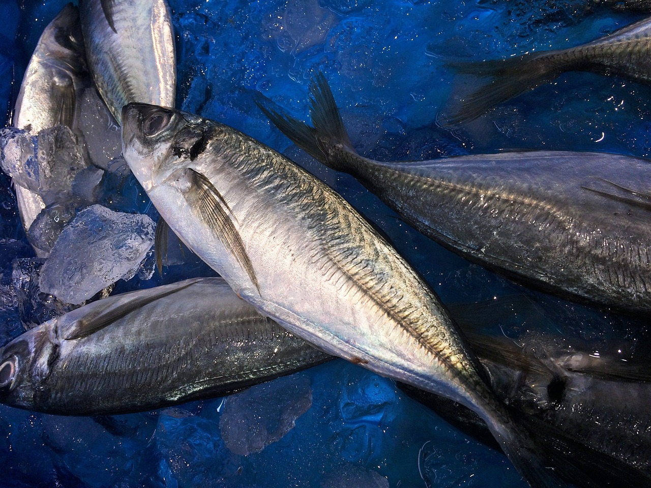 Indian Mackerel (Bangda)