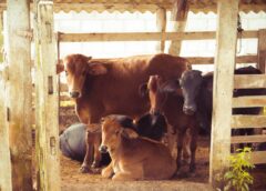 cow-with-calves-vasu-baras