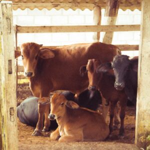 cow-with-calves-vasu-baras