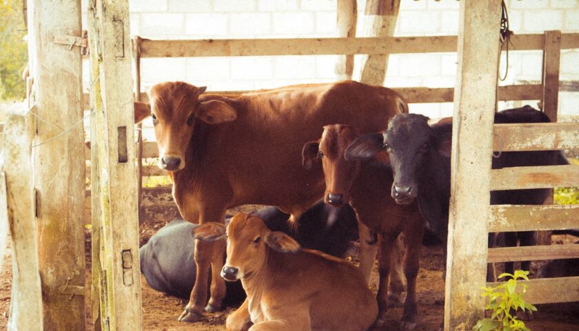 cow-with-calves-vasu-baras