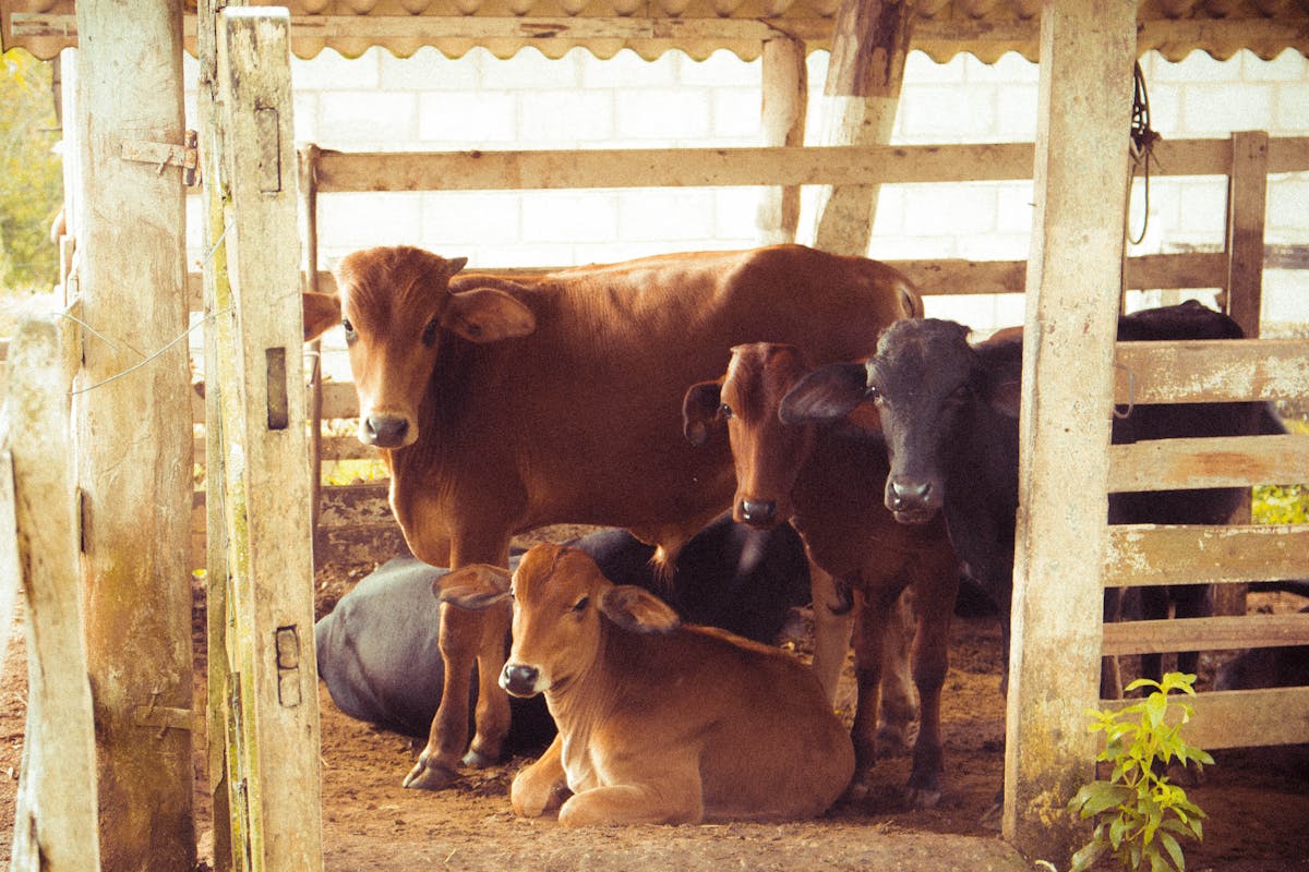 cow-with-calves-vasu-baras