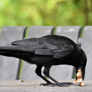 crow-sarvapitri-amavasya