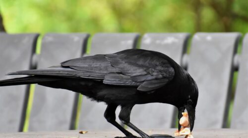 crow-sarvapitri-amavasya