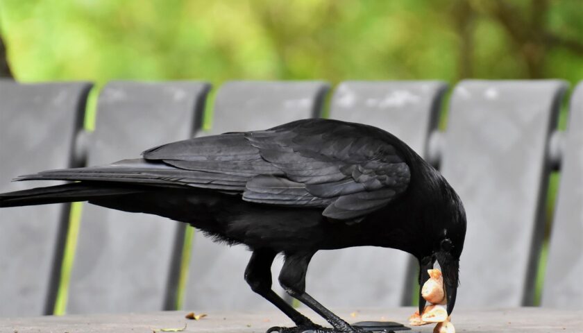 crow-sarvapitri-amavasya