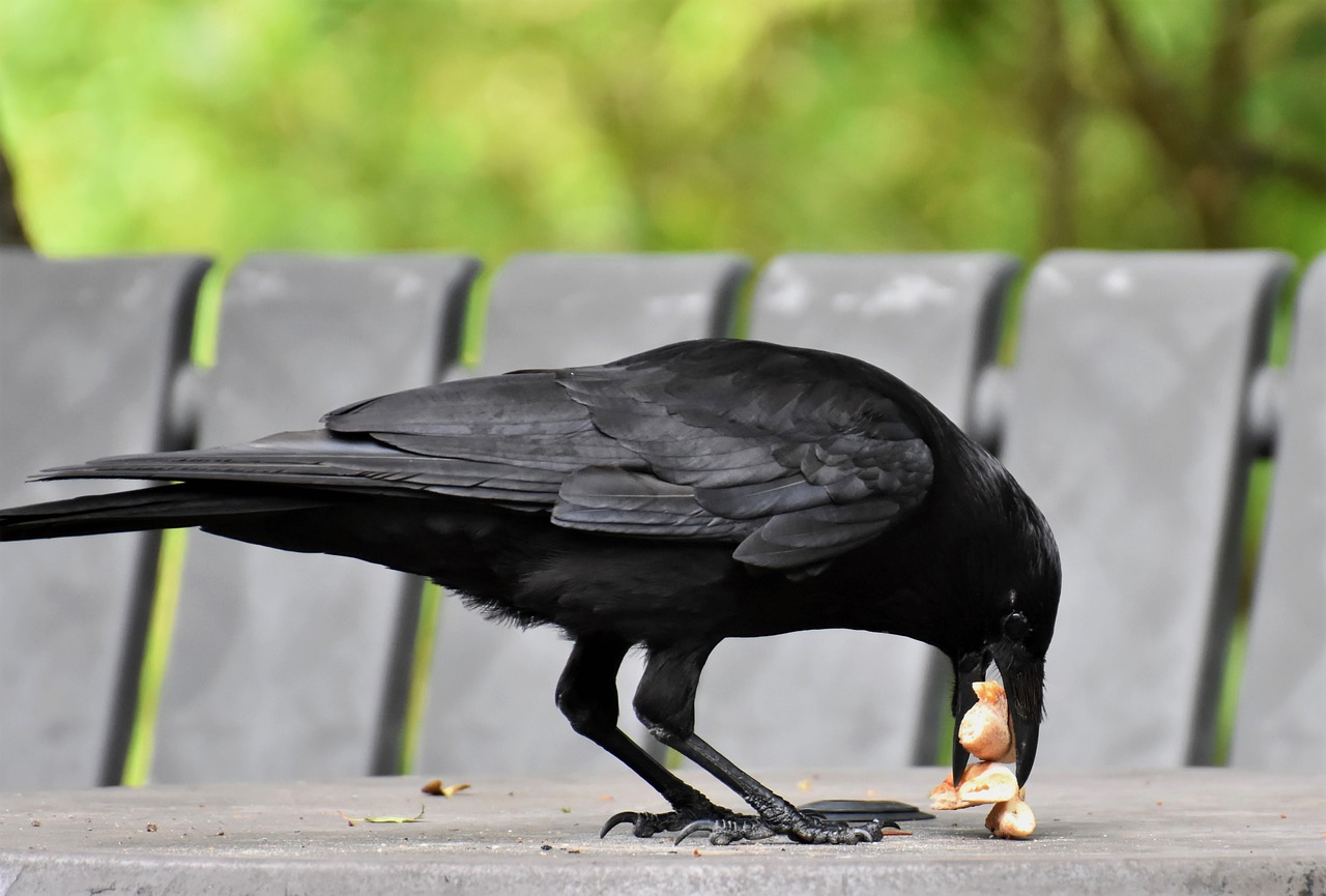 crow-sarvapitri-amavasya